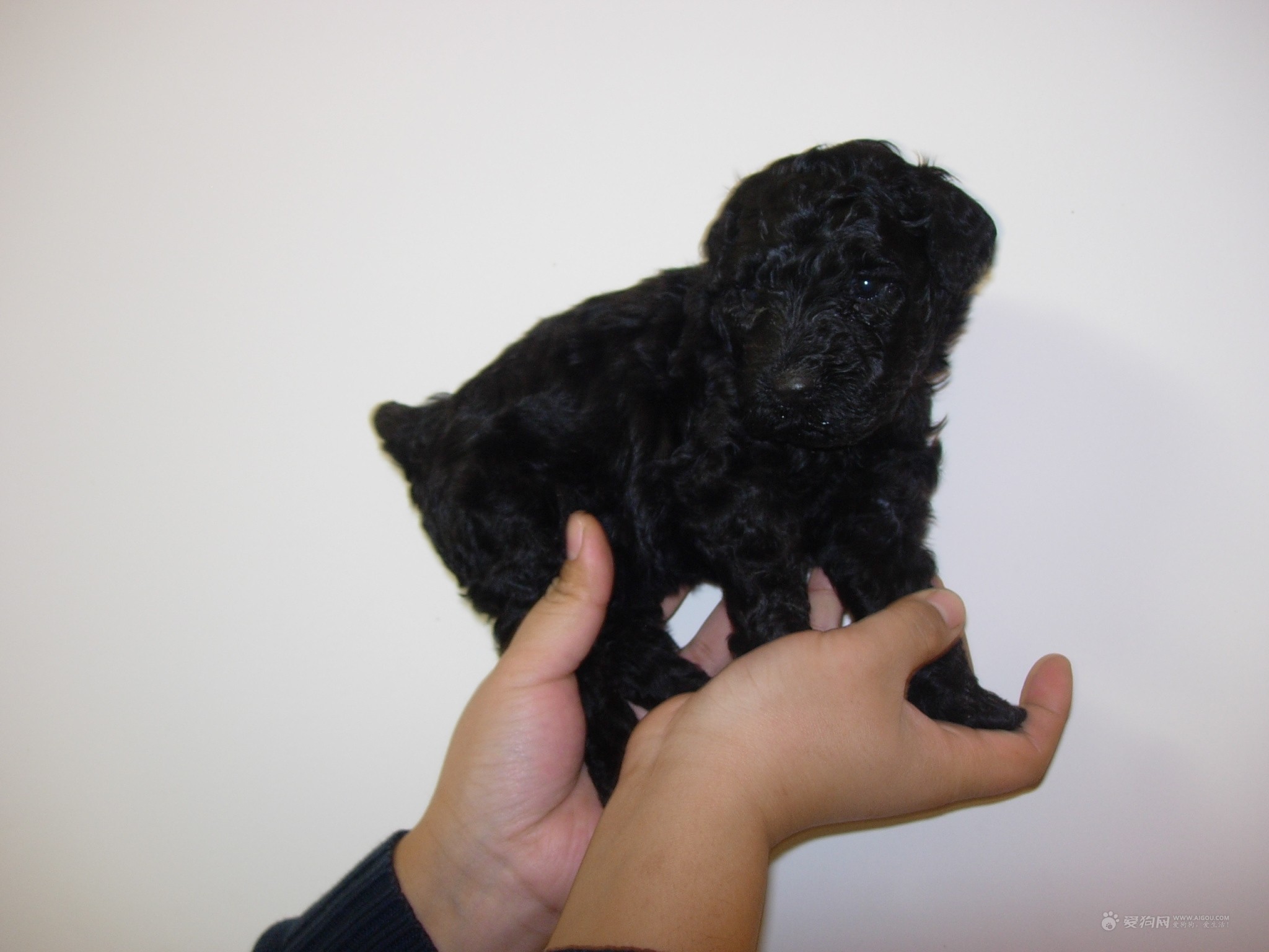  p>凯利蓝梗是原产于爱尔兰的中型犬种,以其一身典型的蓝色皮毛著称.