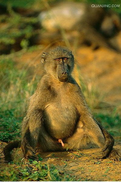  p>狒狒(学名: i>papio /i>):灵长目 a target="_blank" href="/item