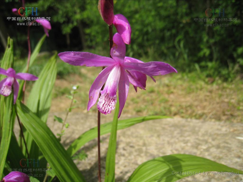  p>白及属是 a target="_blank" href="/item/兰科">兰科 /a>下的一个