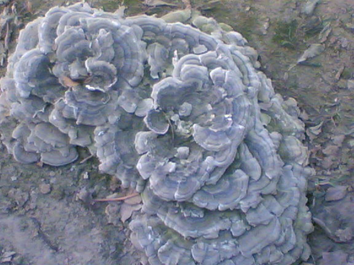 href="/item/玄芝/3627104" data-lemmaid="3627104">玄芝 /a>,黑云芝