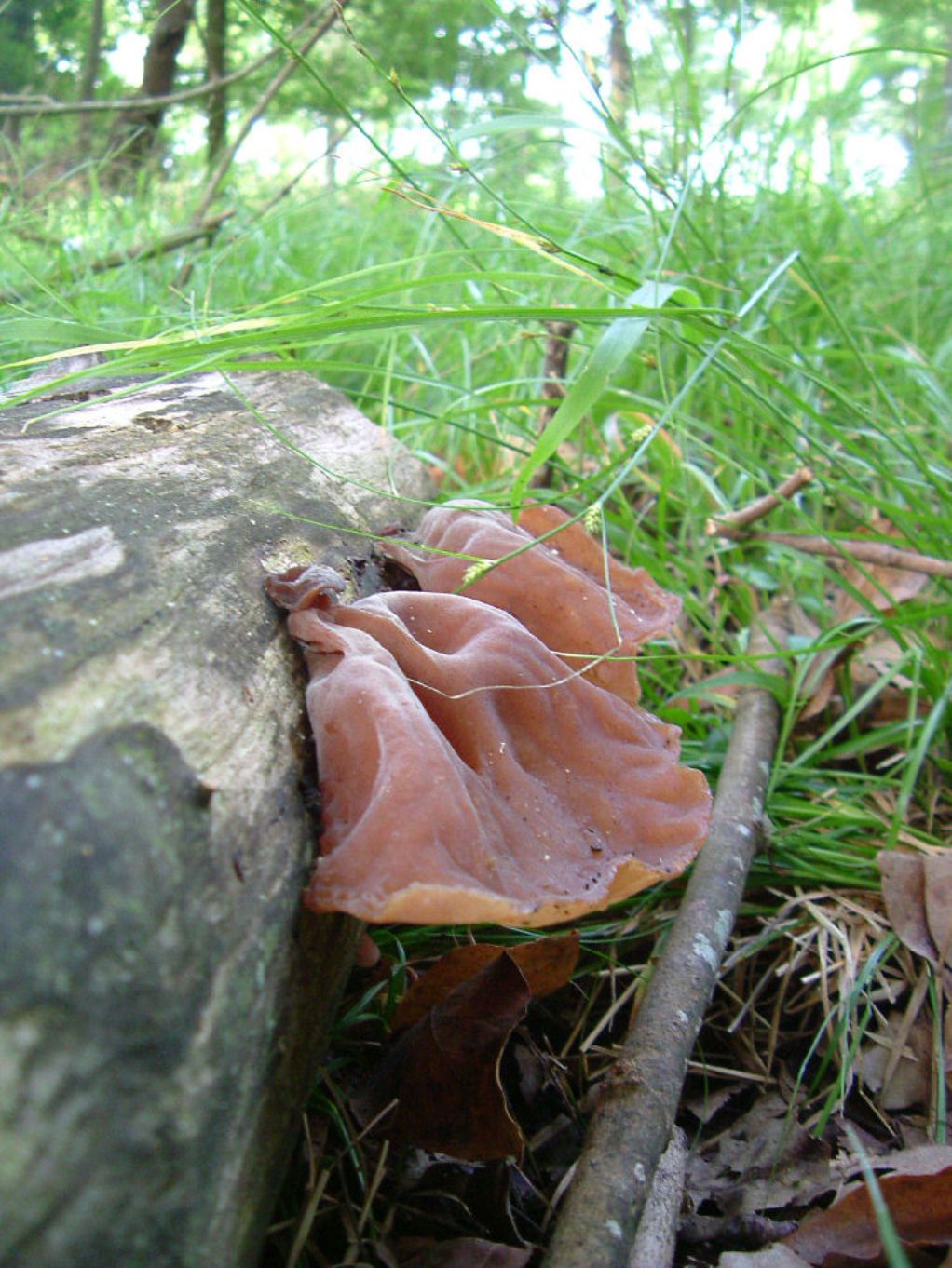  p>木耳科是木耳目下的一科,大约有21属.