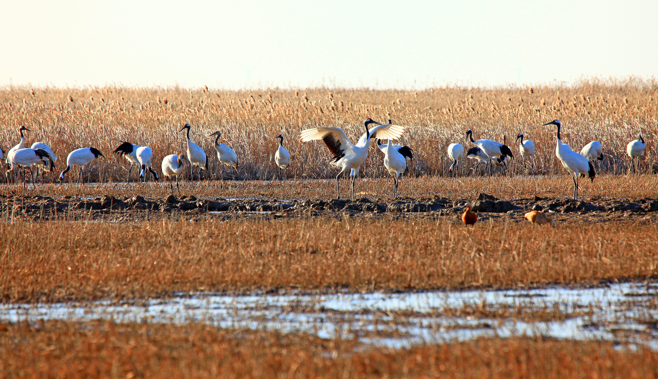 江苏盐城国家级自然保护区