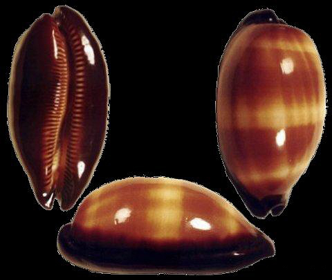  p>大洋酒桶宝螺是宝螺科,宝螺属的一种贝类动物,生活在太平洋 a href