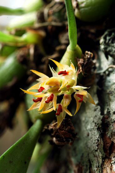  p>红心石豆兰(学名: i>bulbophyllum rubrolabellum /i>  t. p.