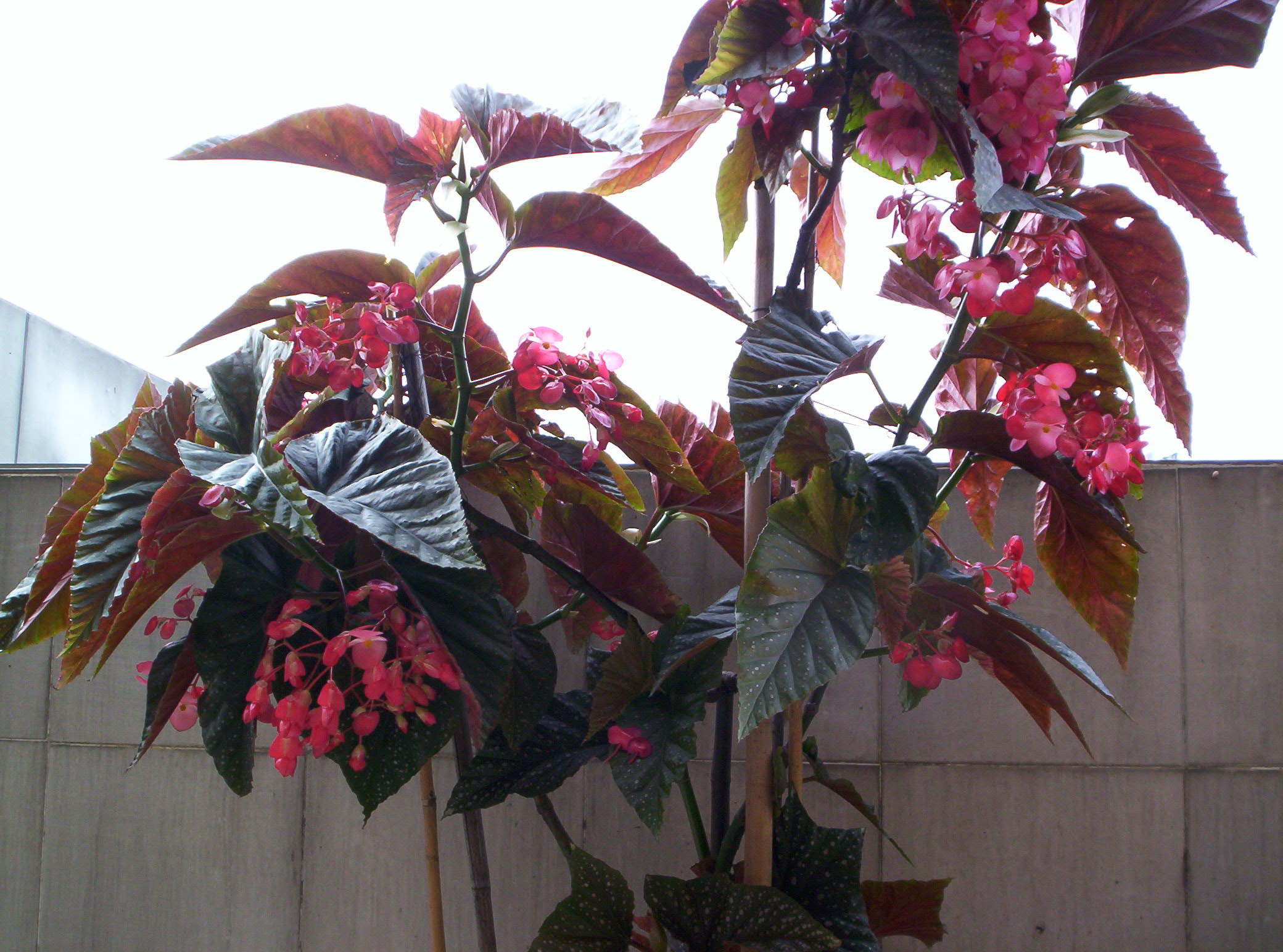 a> a target="_blank" href="/item/秋海棠属">秋海棠属 /a>多年 <aa