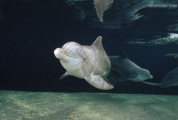  p>宽吻海豚, i>tursiops truncatus  /i>(montagu, 1821), a target=