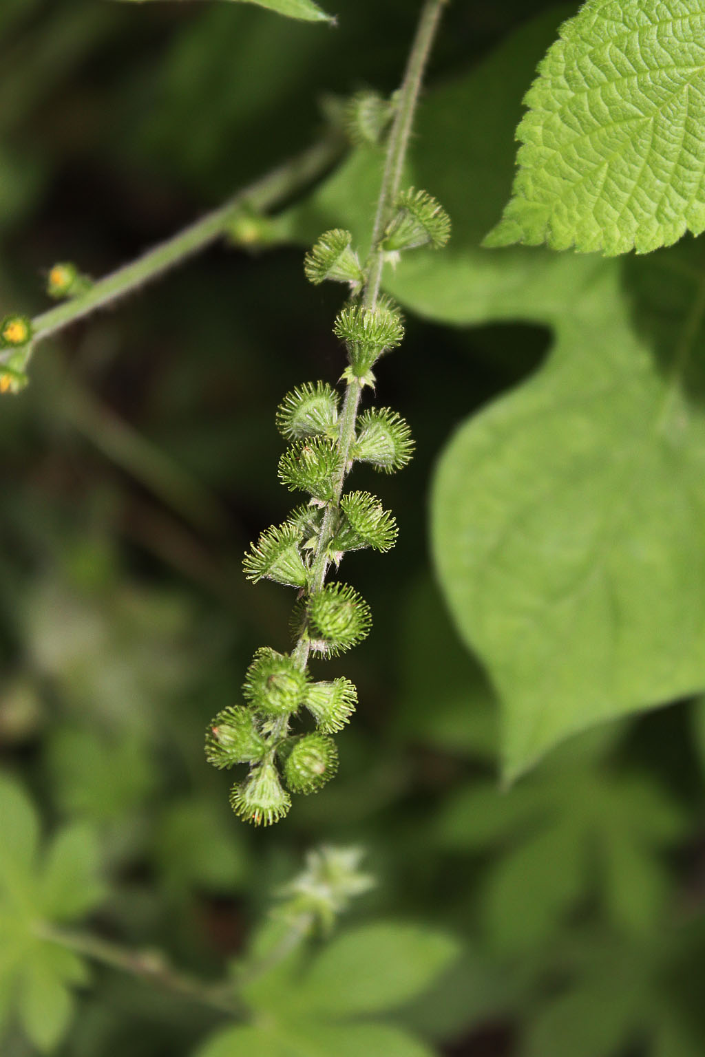 龙芽草(原变种)