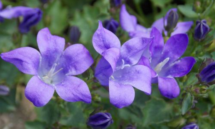 桔梗 桔梗科桔梗属植物 百度百科