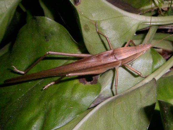  p>犀尾优剑螽前足胫节内外刺排列为4, 5 (l, 1)型;后足胫节背面内外