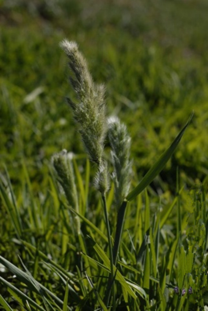 eehinochloa var.austro—japonensis