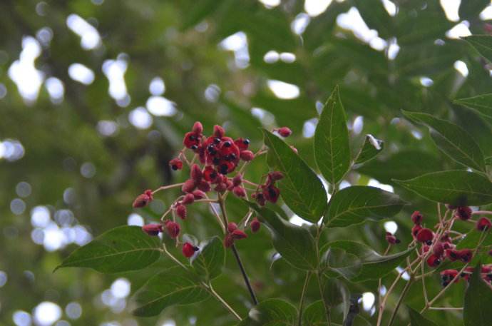  p>红椋子(学名:swida hemsleyi(schneid. et wanger.