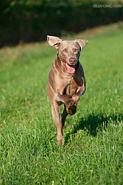  p>威玛猎犬(weimaraner)又称 a href="#" data-lemmaid="10426004">