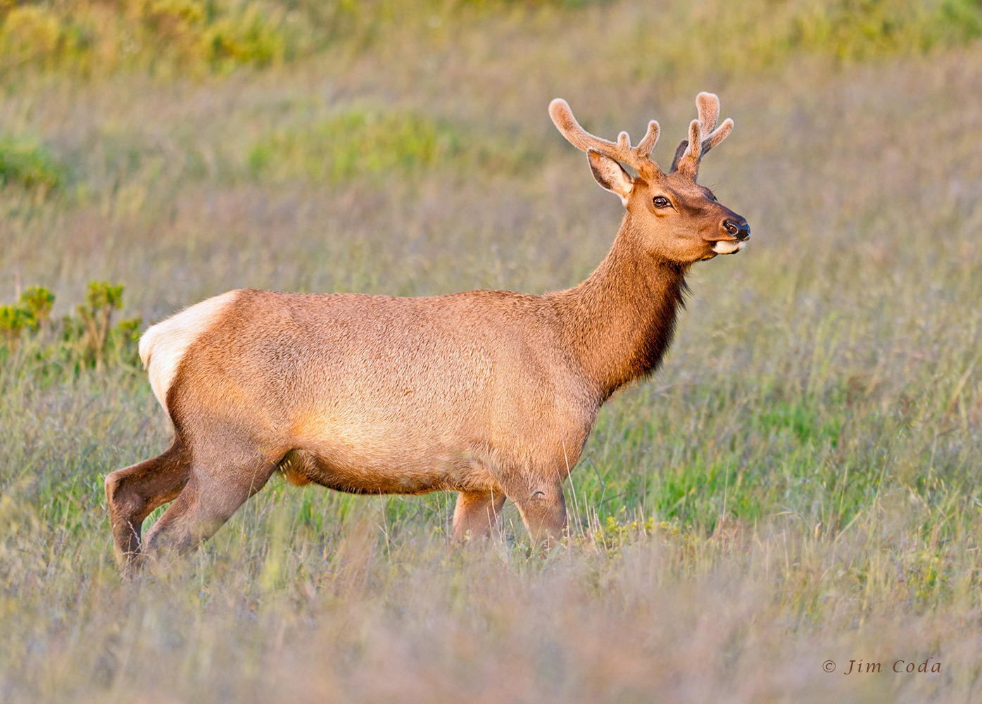  p>加利福尼亚马鹿是马鹿的一个亚种. /p>