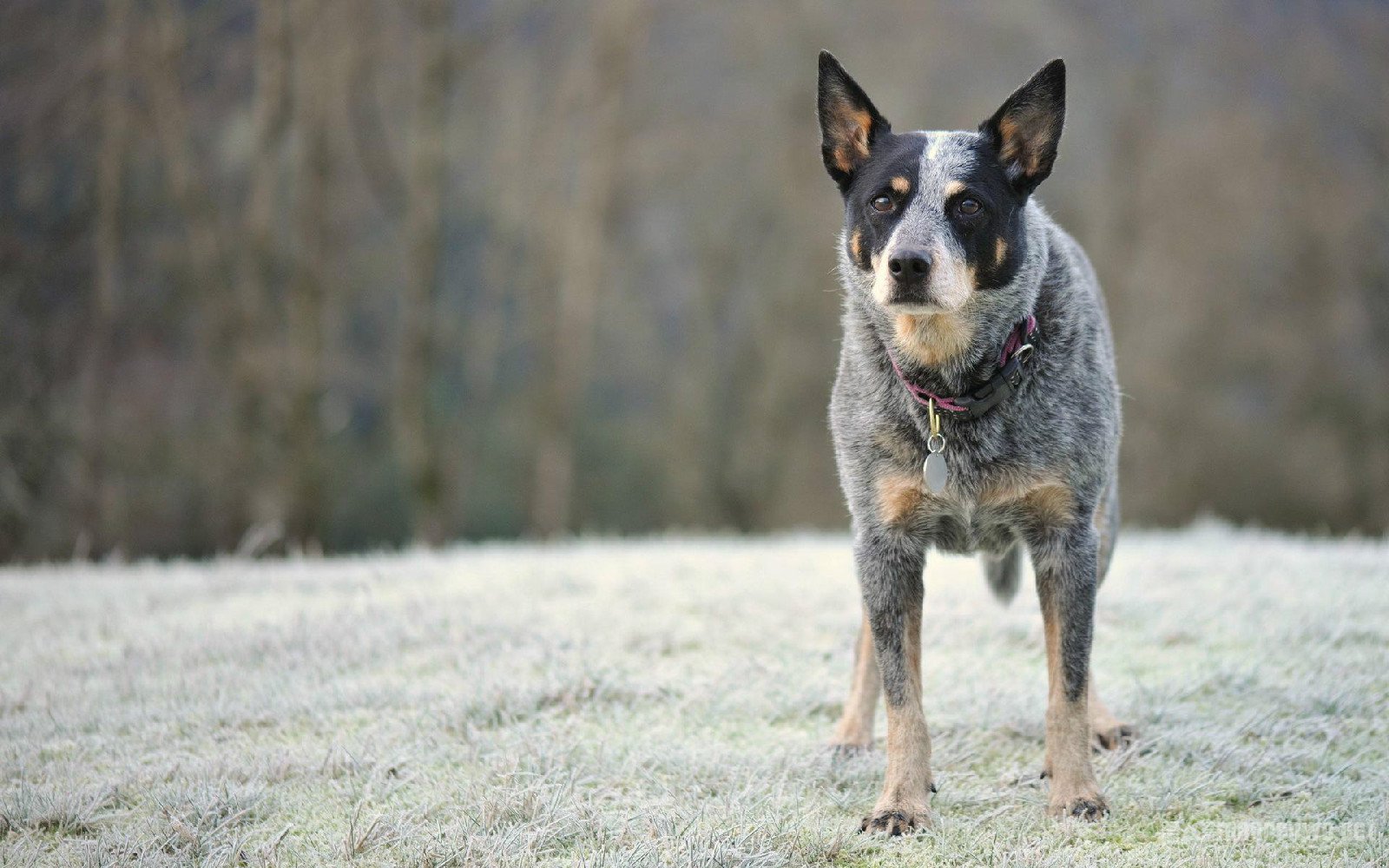 australian cattle dog