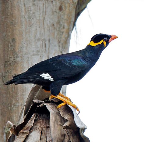 common hill myna