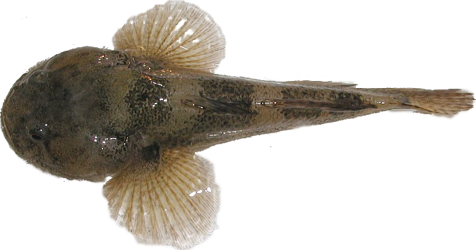  p>溪吻鰕虎鱼(学名: i>rhinogobius duospilus /i>),为 a>鰕虎鱼科 