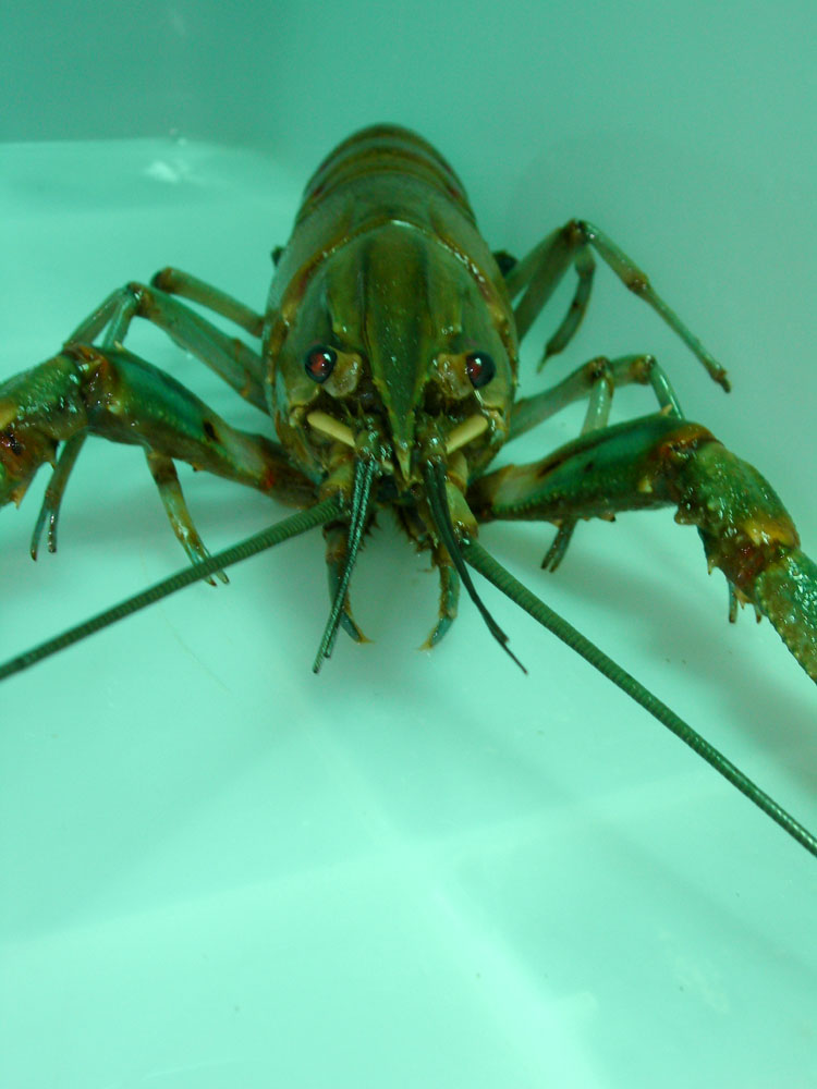 是指澳大利亚及周边地区的淡水螯虾