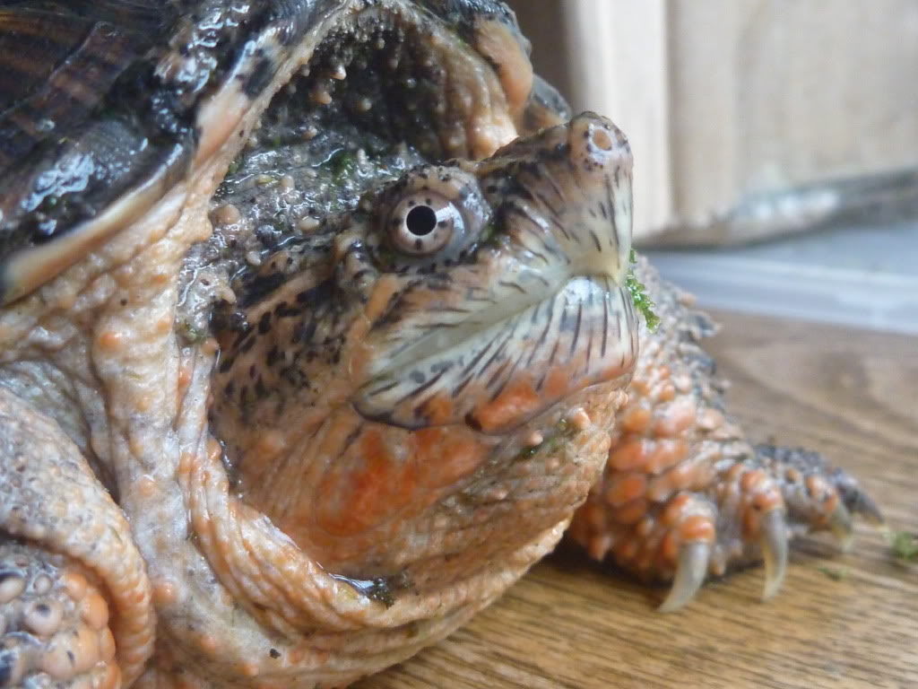  p>拟鳄龟(学名: i>chelydra serpentina /i>)是鳄龟科,拟鳄龟属动物.