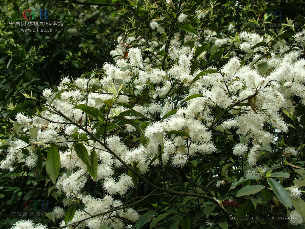  p>光叶山矾(学名:symplocos lancifolia sieb. et zucc.