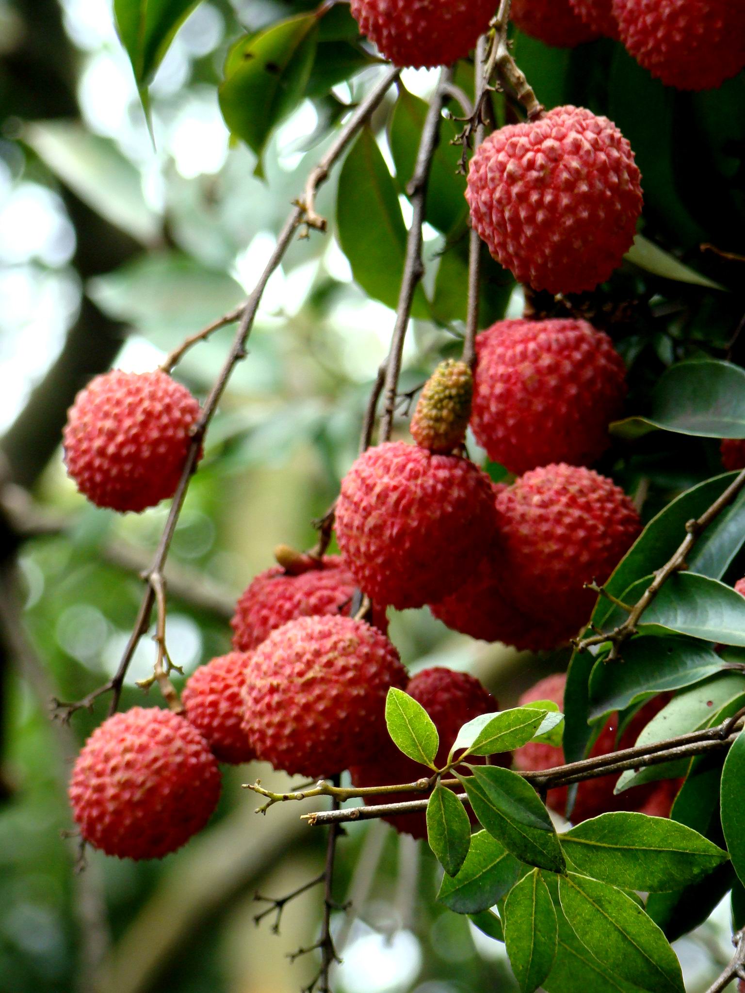  p>桂味荔枝是一个荔枝品种,简称为桂味,属于无患子科荔枝属植物. /p>