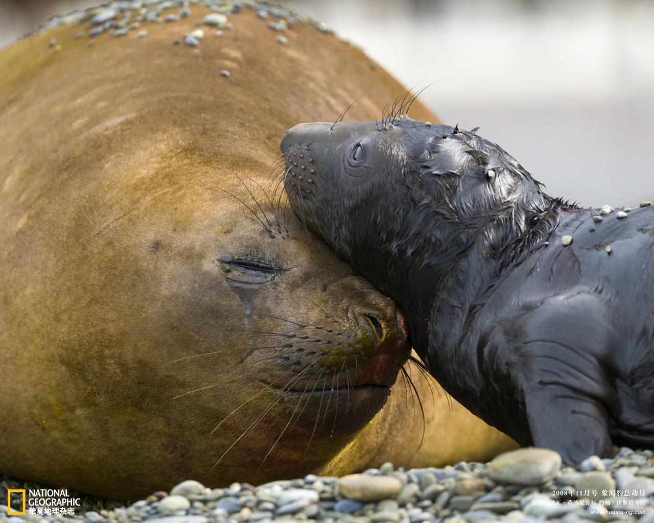  p>海豹是对 a href="#">鳍足亚目 /a>种 a href="#">海豹科 /a>动物