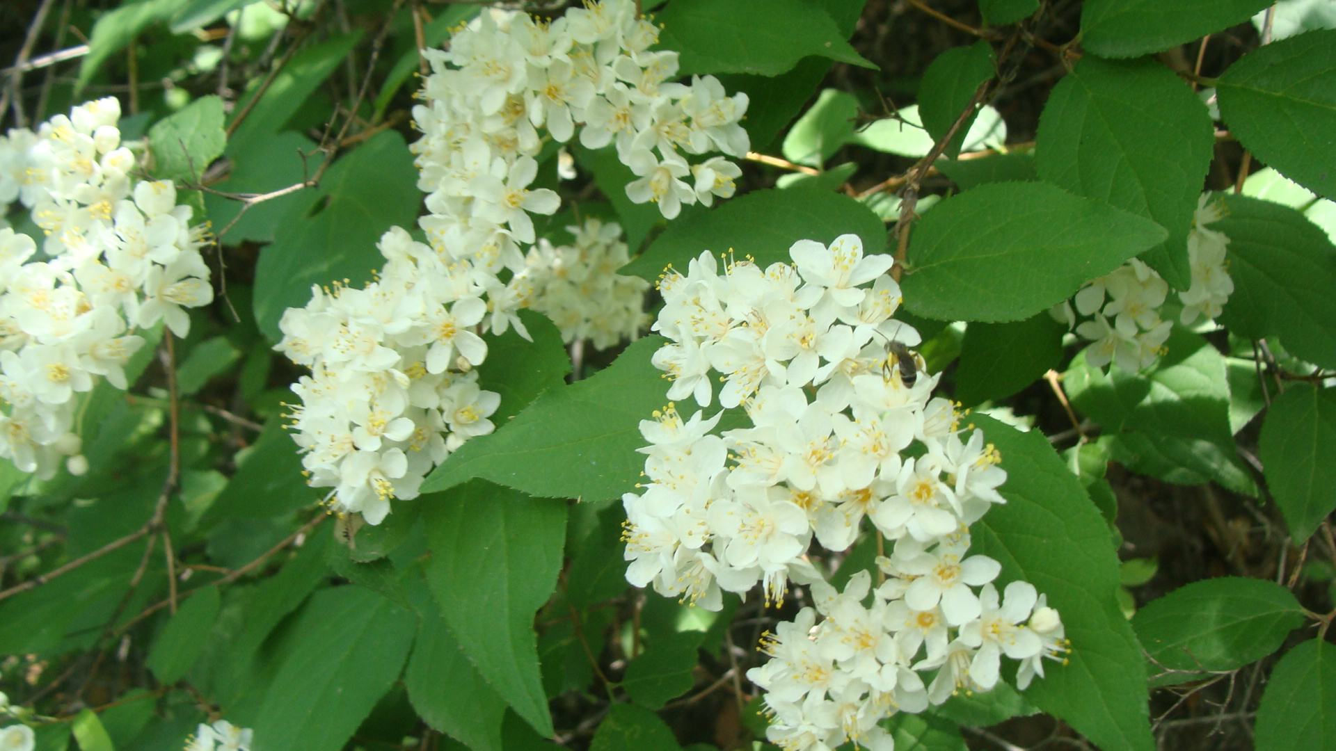 spiraea flexuosa