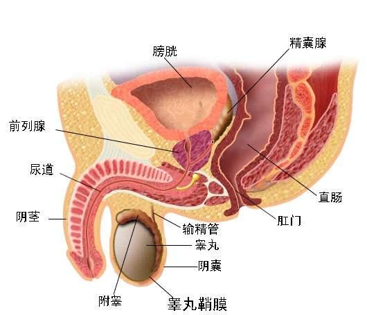 睾丸囊肿