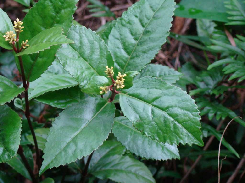 ">草珊瑚 /a>,全株供药用,能清热解毒,祛风活血,消肿止痛,抗菌消炎