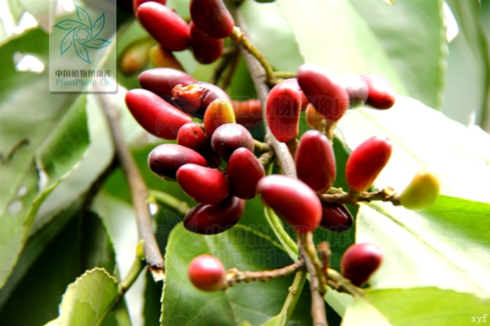  p>毛背桂樱( a href="#" data-lemmaid="8074290">学名 /a>:lauro