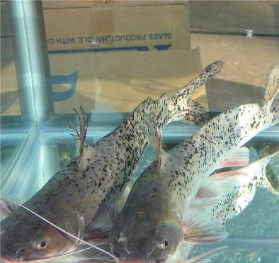 href="/item/鲿科">鲿科 /a>鳠属的一个物种,也叫做魽鱼,芝麻魽,白须