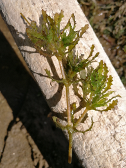 茨藻_百度百科