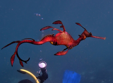 海龙（海龙目海龙科小型海洋鱼类的统称）_百度百科
