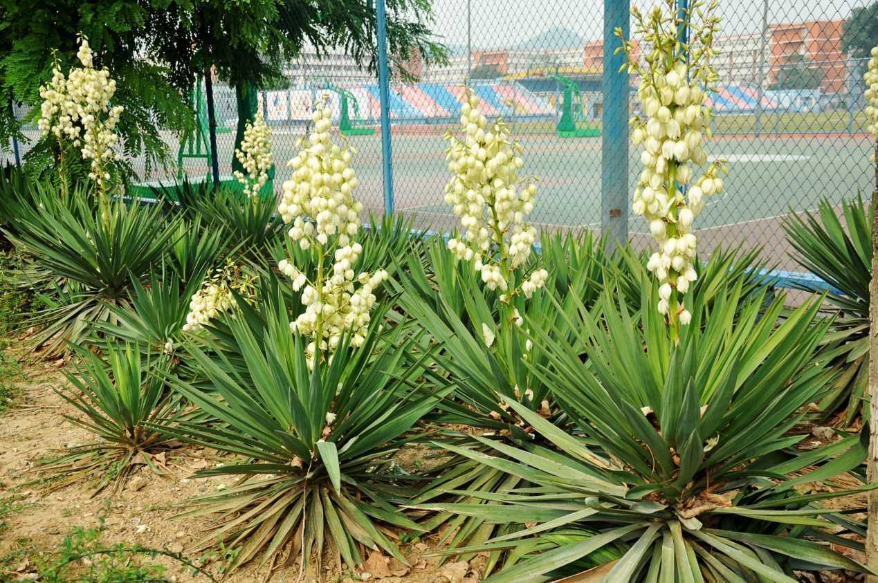 剑麻（天门冬科龙舌兰属植物）_百度百科