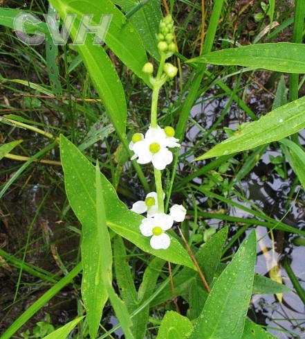  p>浮叶慈姑(学名:sagittaria natans)是一种泽泻科慈姑属类生物