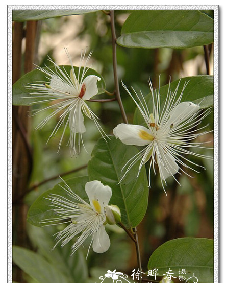 是 a target="_blank" href="/item/山柑科/1248951" data-lemmaid="