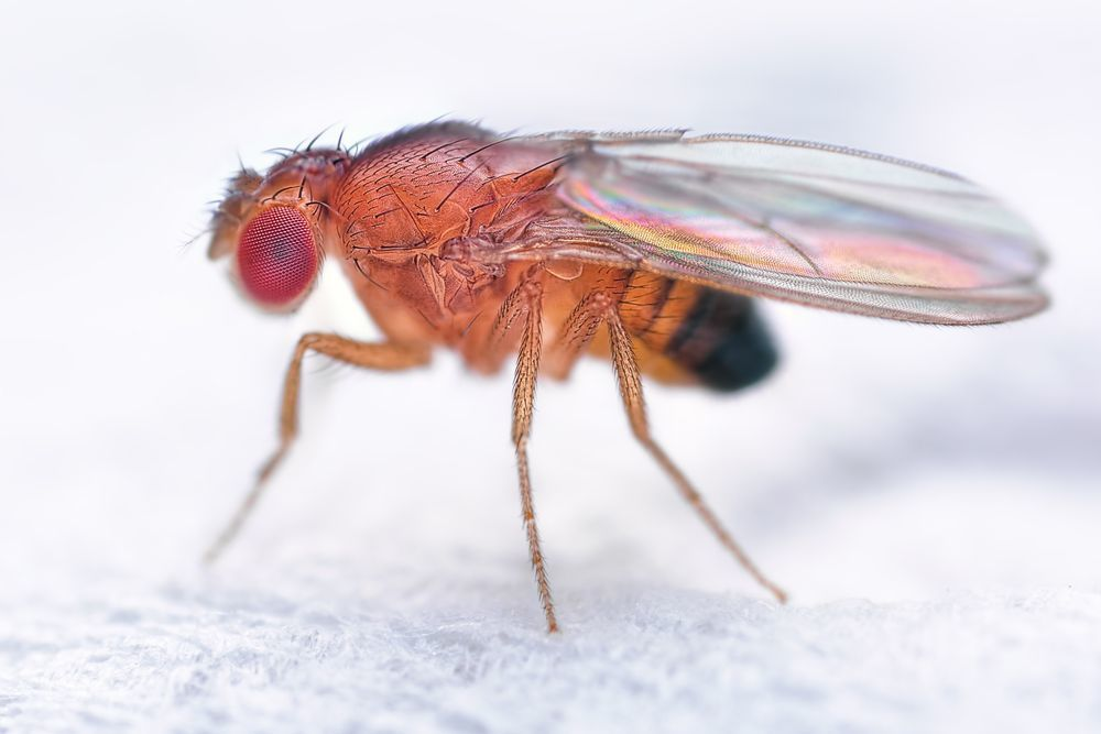 人皮蝇：这种生物令人不寒而栗_百科TA说