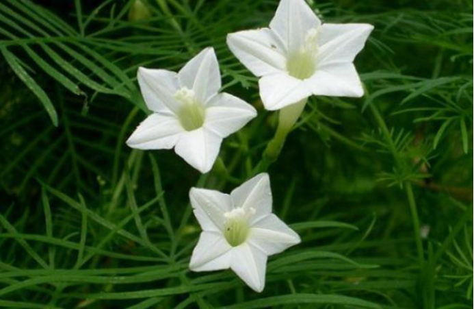 用处颇多的 五角星花 茑萝松 百科ta说