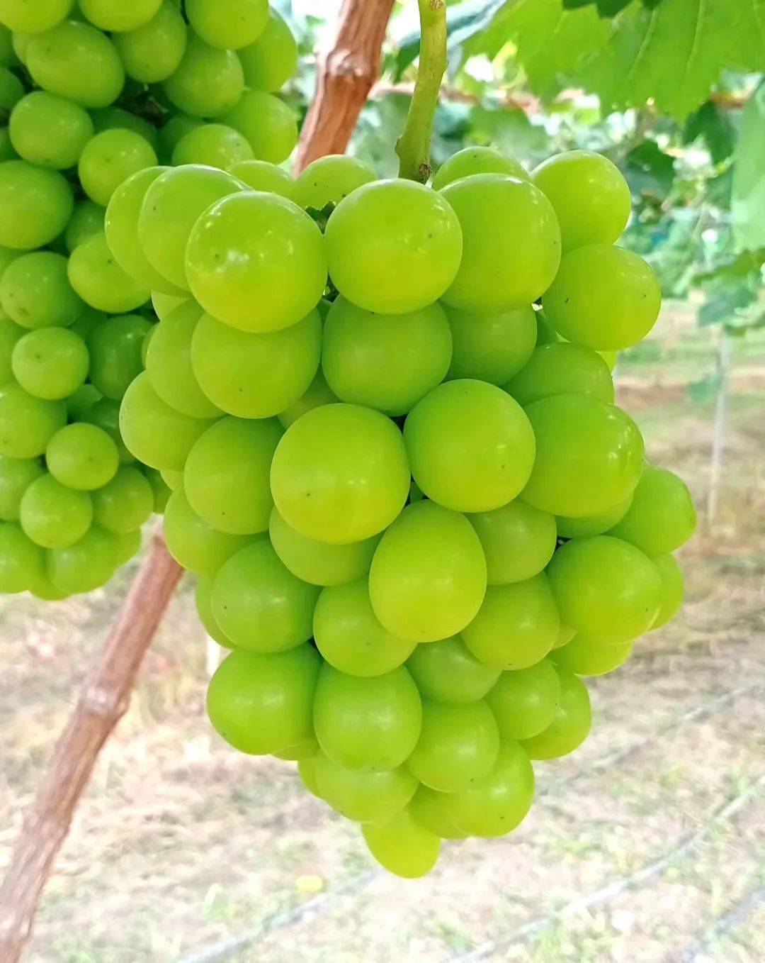 青提葡萄
