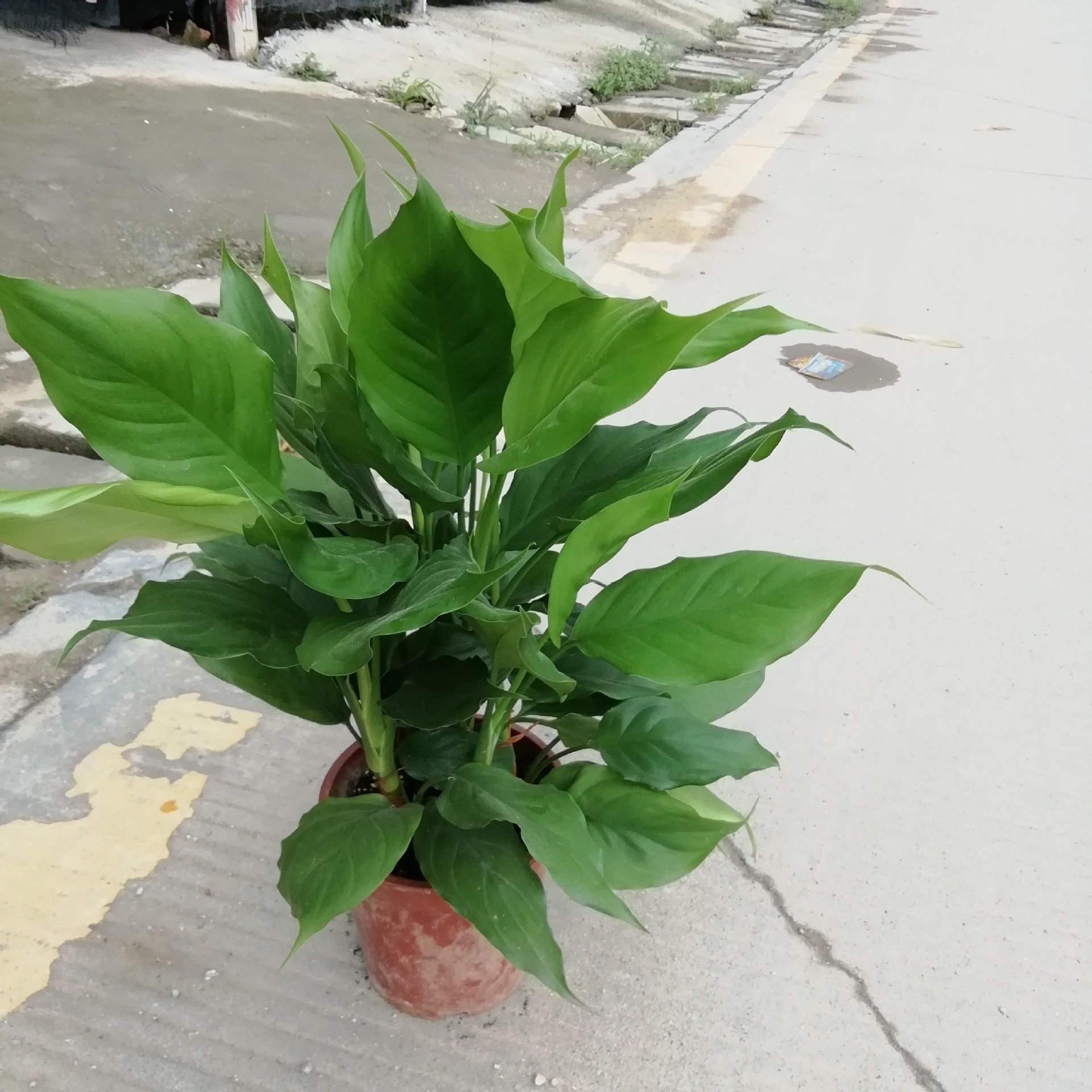 是天南星科广东万年青属的多年生常绿草本植物;茎直立或上升;鳞叶草