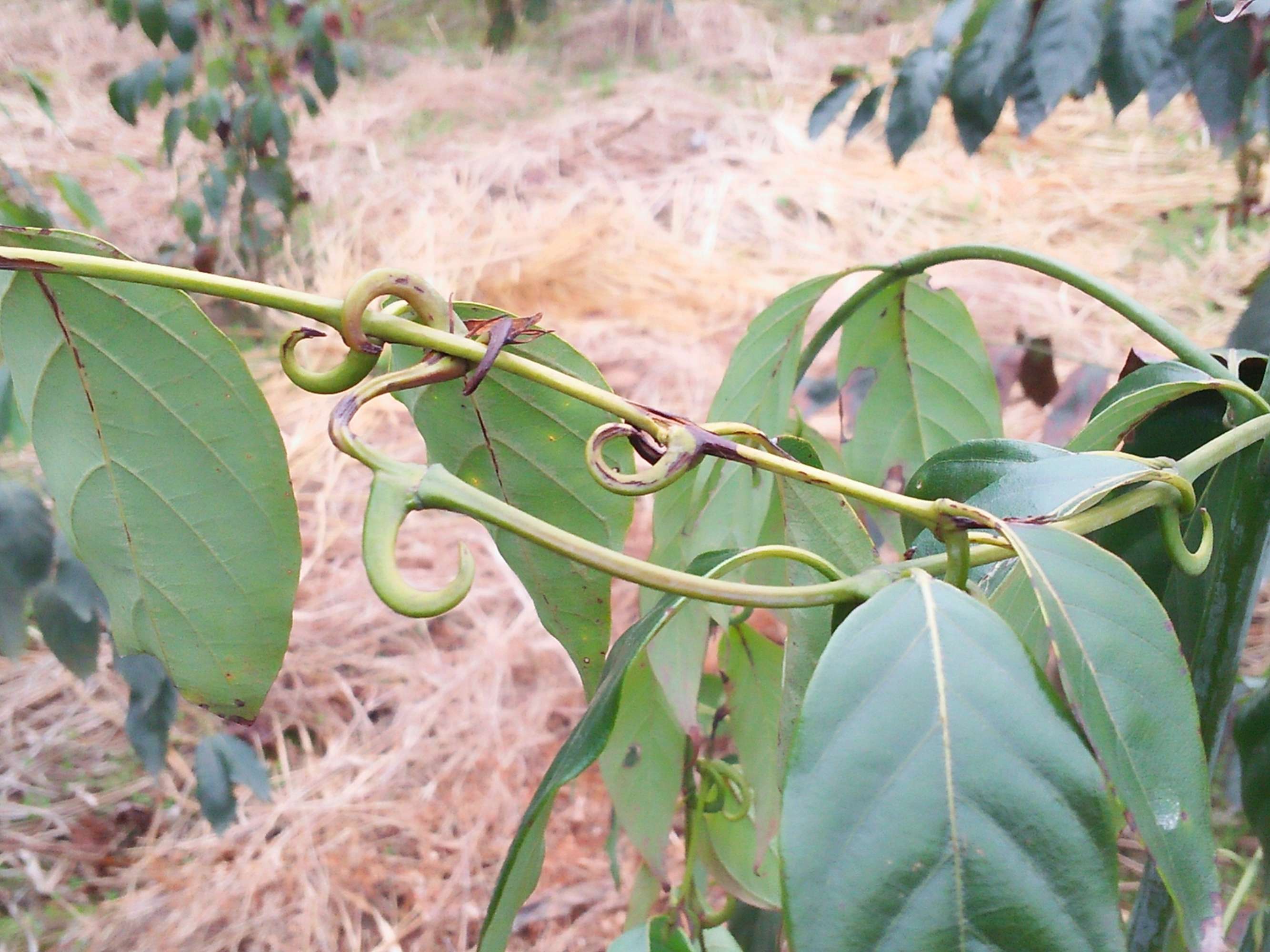 miq. ex havil.),茜草科钩藤属藤本植物.