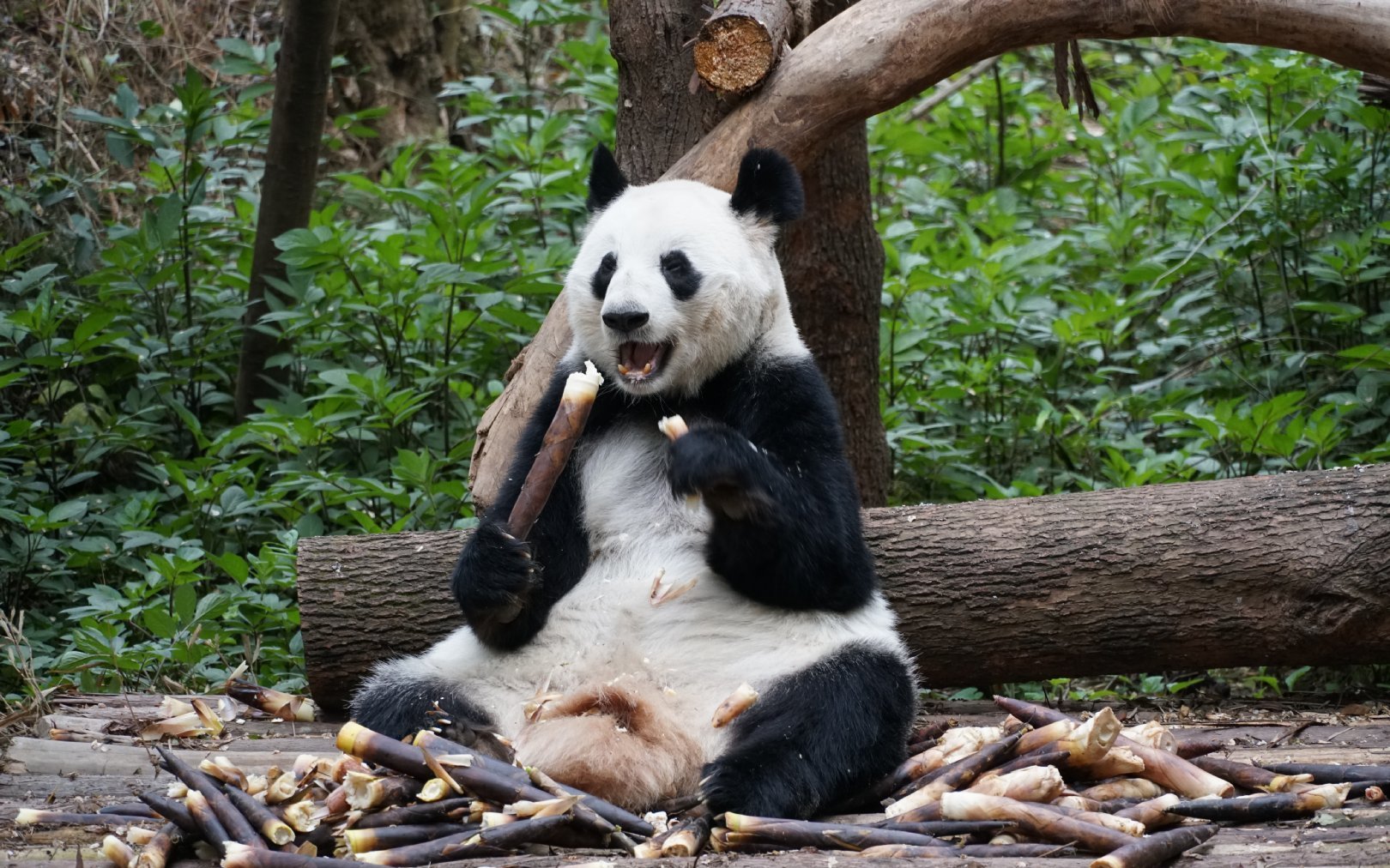 雌性 a target="_blank" href="/item/大熊猫/34935" data-lemmaid="