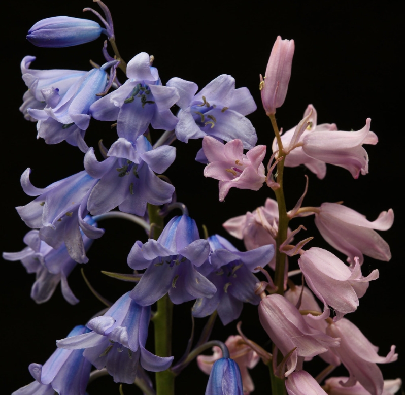 西班牙蓝铃花