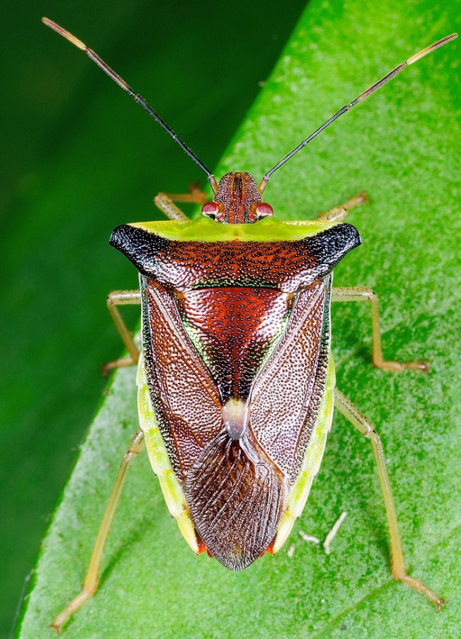  a target="_blank" href="/item/蝽科/2651598" data-lemmaid