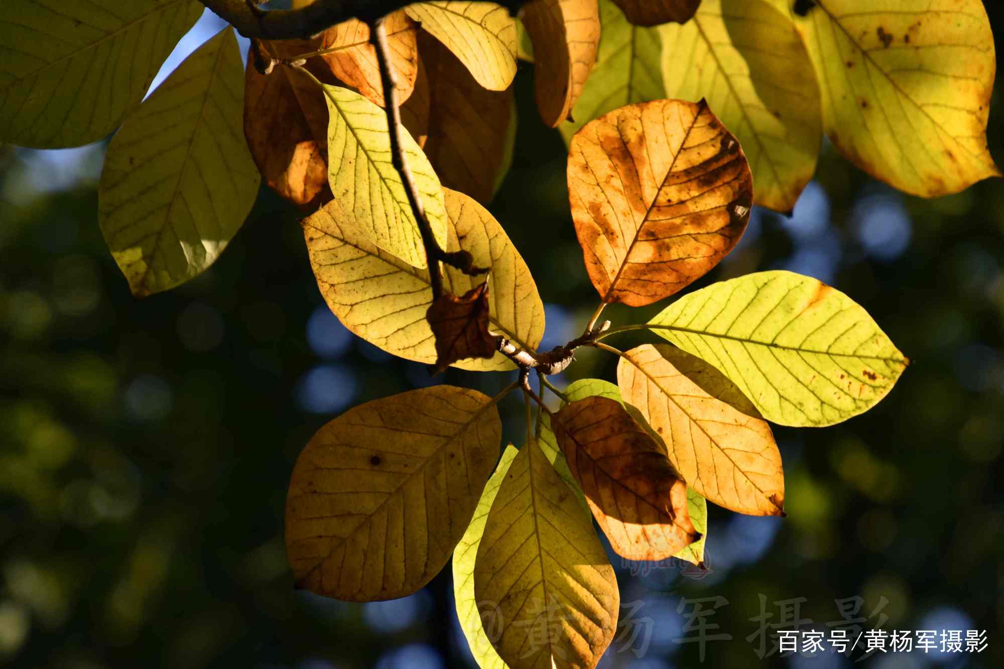玉兰树叶斑斓多彩的迷人之美，迎着阳光的叶子通透美丽，叶美如花_百科TA说