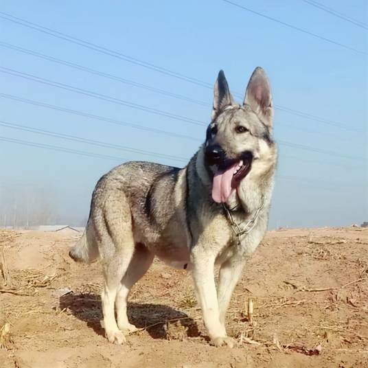 狼青犬_百度百科