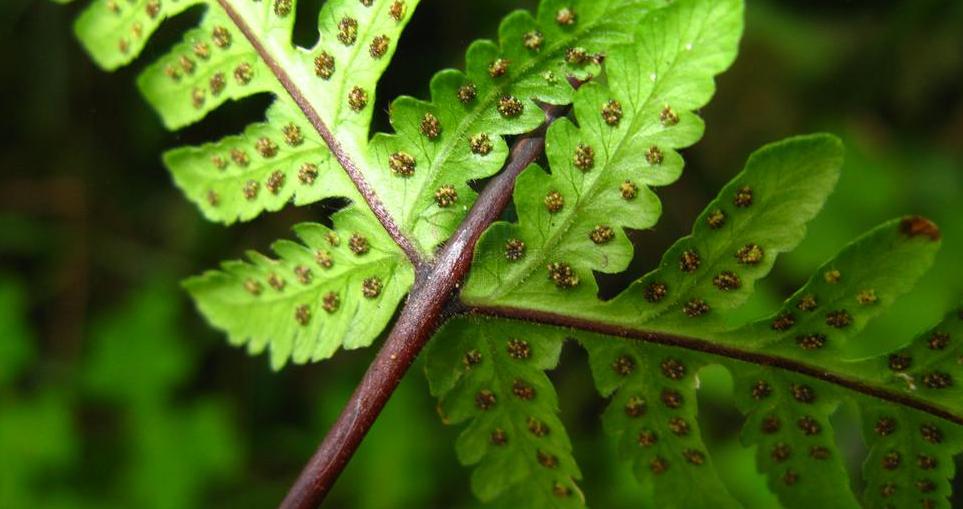  p>对生紫柄蕨(学名: i>pseudophegopteris rectangularis /i> (zoll.