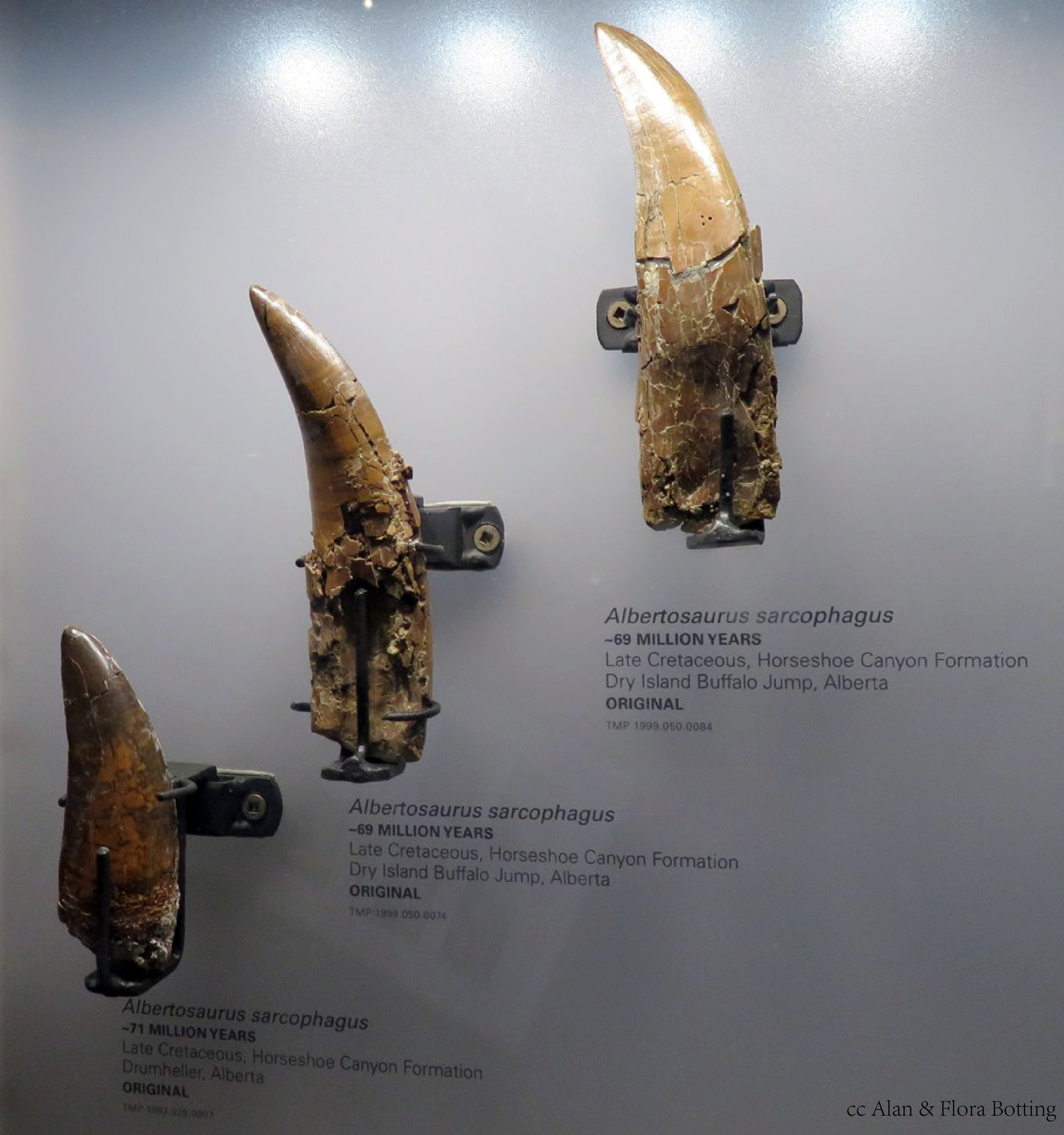  p>阿尔伯塔龙是非常著名的大型暴龙类,属于暴龙超科中的阿尔伯塔龙