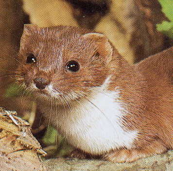  p>伶鼬(学名: i>mustela nivalis /i>),是鼬科,鼬属的动物.