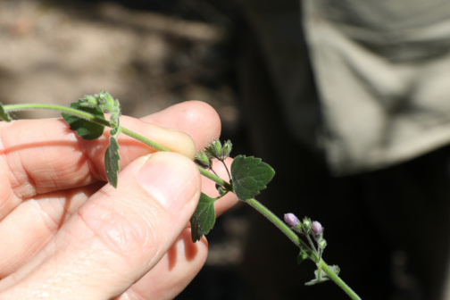 Mentha grandiflora_百度百科