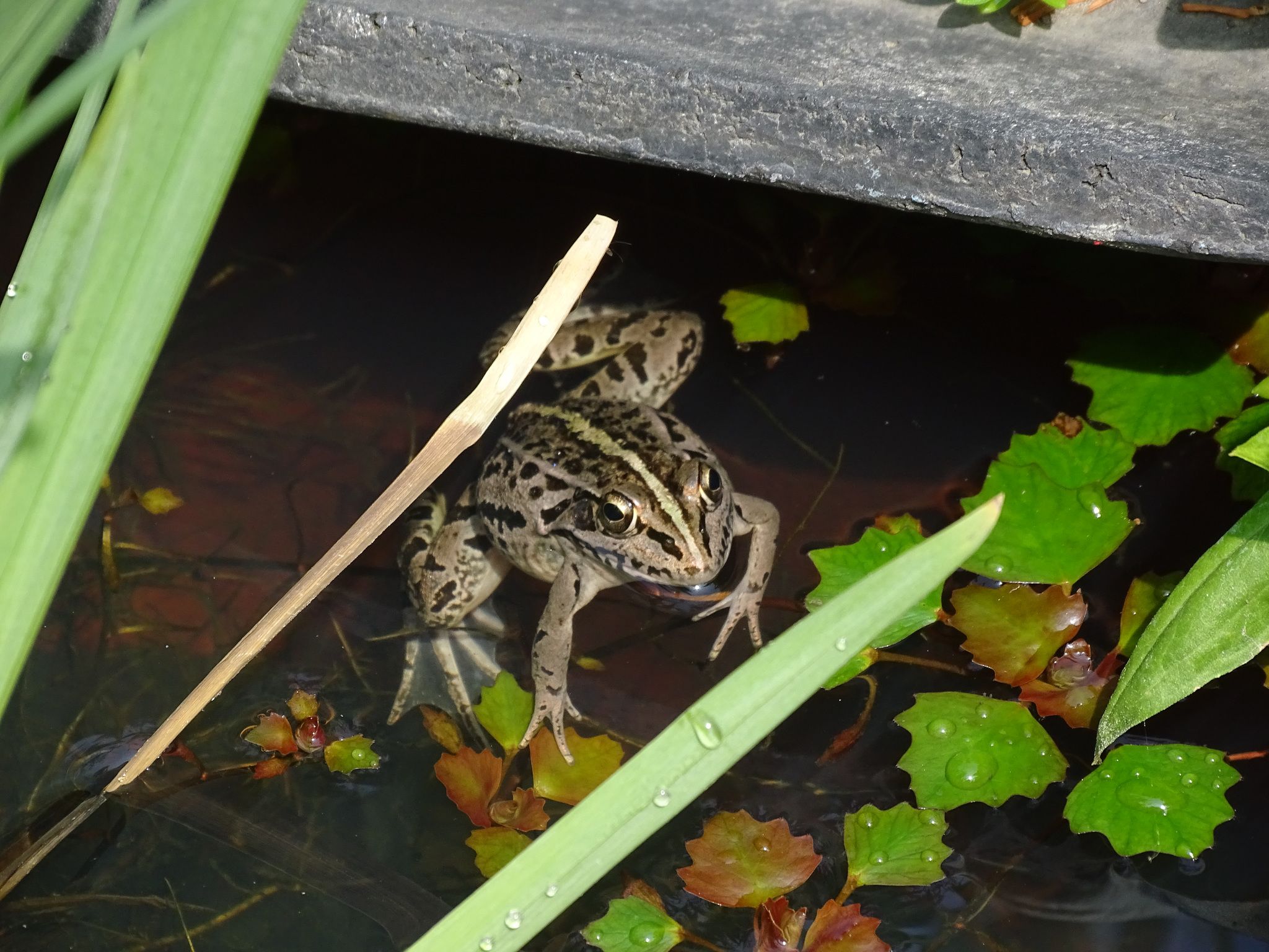  p>黑斑侧褶蛙(学名: i>pelophylax nigromaculatus /i>)是蛙科,侧褶